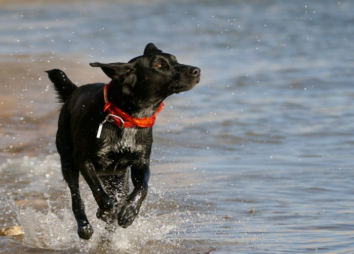 Do Shock Collars Hurt a Dog? Our Pets Perfect Paws