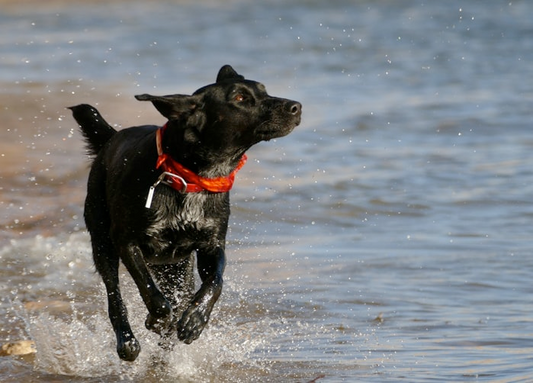 Do Shock Collars Hurt a Dog?