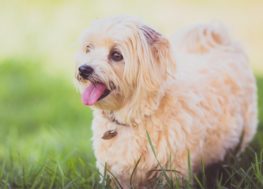 Are Anti Bark Collars Cruel?